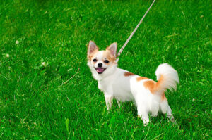 Chihuahua dog on green lawn outdoor shot