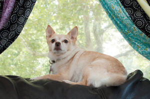 A chihuahua laying on the back of a couch. Colorful curtains frame the photograph.