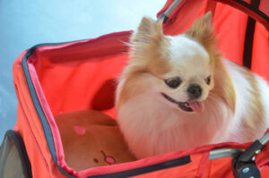 Dog breed Chihuahua sitting in a red stroller happy