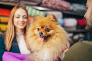 Beautiful young couple enjoying in modern and big pet shop store. They are buying different products for their adorable little Chihuahua dog.