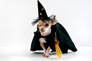 little chihuahua dressing like a witch, with hat and cape and broomstick for halloween"