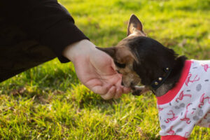 little cute toy terrier dog gives paw to owner in park,pet training,dog treats