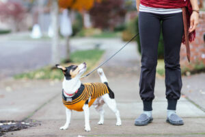 A small mixed breed dog is dressed up with an orange sweater for halloween and is out on a walk with his owner.