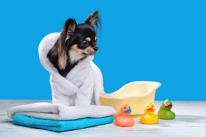 Pretty chihuahua puppy in a bathrobe with some toys
