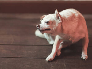 Portrait of brown Chihuahua dog scratching on wooden floor in the room.