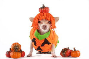 a little chihuahua dressed as a pumpkin with orange hair