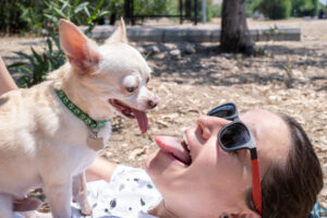 Portrait of Young Adult Woman and her best friend Chihuahua Dog lying down, showing eachother their tongues and having fun on picnic