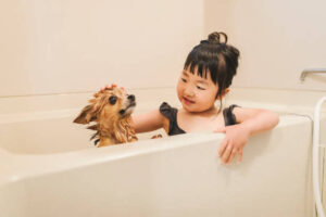 Asian girl shampooing chihuahua in a domestic bathroom.