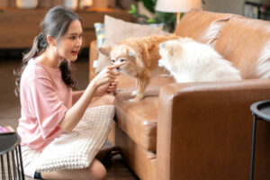 Young asian female woman in casual cloth sitting on the floor in living room, she is training obedience her chihuahua and pomeranian pet dog at home.