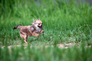 Long hair Chihuahua happily running in the meadow