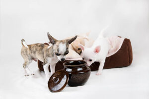 Small purebred puppies on white background. Pets in the studio