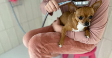 Young girl holding a chihuahua dog in the shower to bathe him