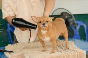 Chihuahua dog gets it's fur hair blow dried after a bath. It stands outside on top of a table while a man attends to it.
