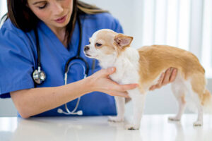 A nurse is examining a chihuahua at the vet office.
