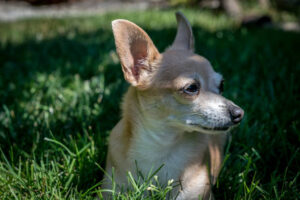 Chihuahua relaxing on the green grass on a warm July Afternoon