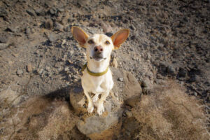 hihuahua dog watching and looking at owner ready to go for a walk outdoors and outside on the desert mountain