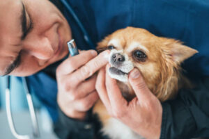 Veterinarian examining chihuahua dogs teeth the in vet clinic