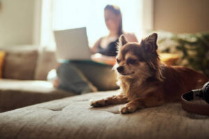 Shot of a chihuahua sitting on the sofa with a woman using a laptop in the background