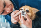 Veterinarian examining chihuahua dogs teeth the in vet clinic