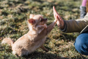 Young gril playing with her dog outside on a field. Dog is very happy. Friendship between human and dog. Dog giving a paw, high five.