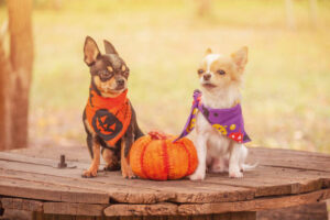 Halloween concept. Two mini chihuahuas in Halloween bandanas near a toy pumpkin.
