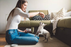 Cute little white chihuahua boy playing games with his owner, beautiful young caucasian girl with brown hair. Chihuahua is waiting to get his treat. Playtime with owner for this small chihuahua.