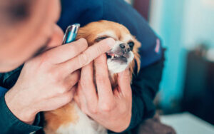 Close up of examining dog's dental health at vet's office.
