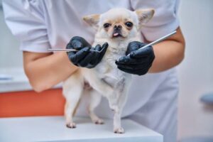 Small chihuahua dog being examined by a dentist doctor in a veterinary clinic.