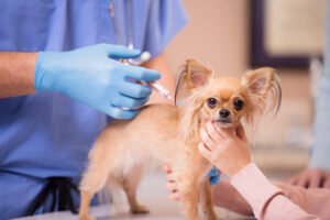 Cute Chihuahua dog gets love and affection as she is getting her annual vet check up by a kind doctor. She is getting her important annual vaccications. The vet or vet technician wears blue scrubs and gloves as he administers the medicine. Doctor's office or animal hospital.