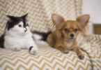 Cat and dog. Chihuahua dog and fluffy cat lie on the sofa at home in Odessa