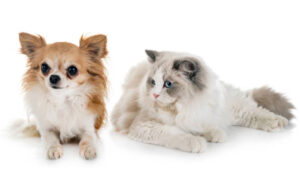 ragdoll cat and chihuahua in front of white background