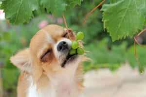 portrait of a cute purebred puppy chihuahua eating fruit