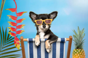Cute chihuahua dog in a beach chair wearing sunglasses in a tropical summer surrounding