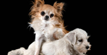 puppy miniature schnauzer and chihuahua in front of black background