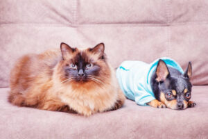 A cat and a dog on the couch. Animals, pets. Neva Masquerade and Chihuahua.