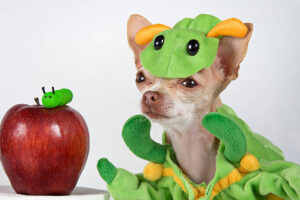 little chihuahua dressed as a worm with a red apple and a green small worm