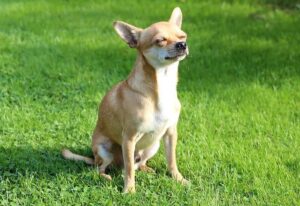 chimo dog enjoys sun outside