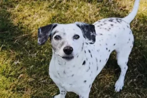 dalmatian chihuahua mix dog staring at owner