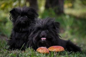 Two strange black creatures are sitting in the forest next to the fly agaric. Dog Athenpinscher (Affenpinscher)