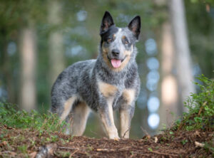 Portrait of a purebred Female Australian Cattle Dog standing in a forest. Beautiful alert look