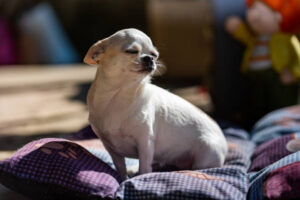 Cute White Chihuahua Sunbathing on Blanket Outdoors on Spring Sunny Day