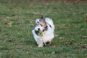Young Havanese dog running and playing with a tennis ball outside on the grass.