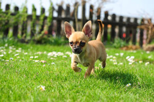 Chihuahua puppy is running in meadow