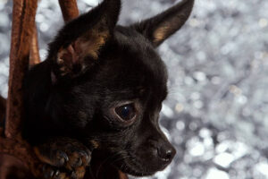 black schipperke chihuahua mix puppy
