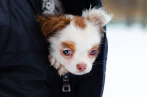 Puppy Chihuahua on a winter walk in the park. How to protect your pet from hypothermia.
