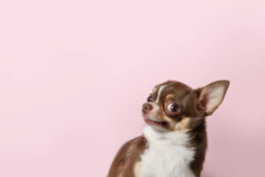 Cute brown mexican chihuahua dog isolated on light pink background. Outraged, unhappy dog looks left. Copy Space