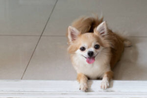 brown chihuahua dog is sitting on the tile floor.