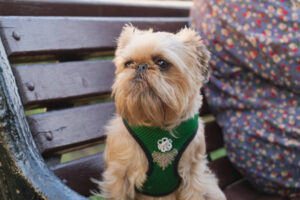 Portrait of a Brussels Griffon dog breed on a park bench. Funny angry muzzle of a dog with shaggy hair.