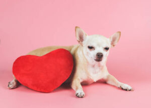 ortrait of brown Chihuahua dog lying down with red heart shape pillow on pink background, squinting his eye .isolated. Valentine's day concept.