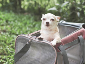 Portrait of brown Chihuahua dog standing in pink fabric traveler pet carrier bag on green grass, smiling and squint eyes, ready to travel.